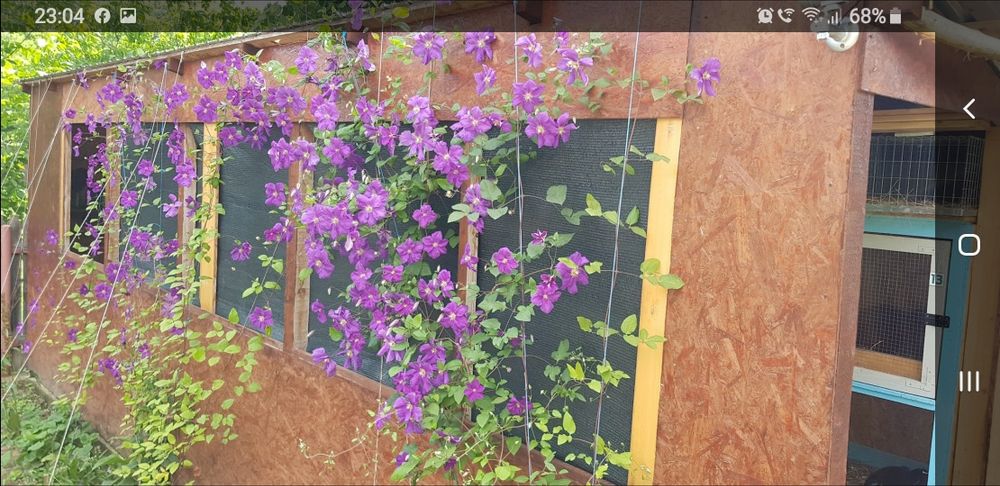 Custi iepuri modul de 3 bucăți.