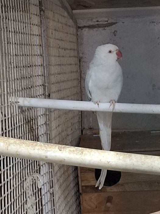 Vand sau schimb,femela micul Alexander