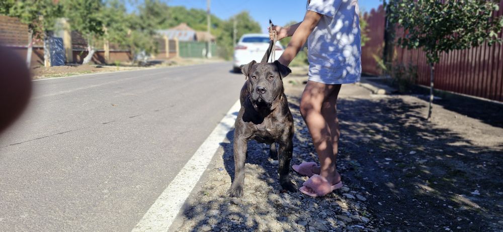 Mascul presa canario