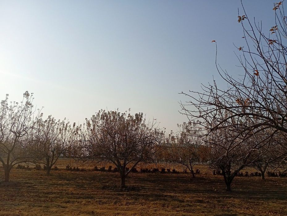 Uchastka sotiladi 25 sotix