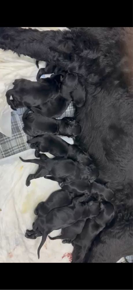 Pui Schnauzer Urias cu pedregree
