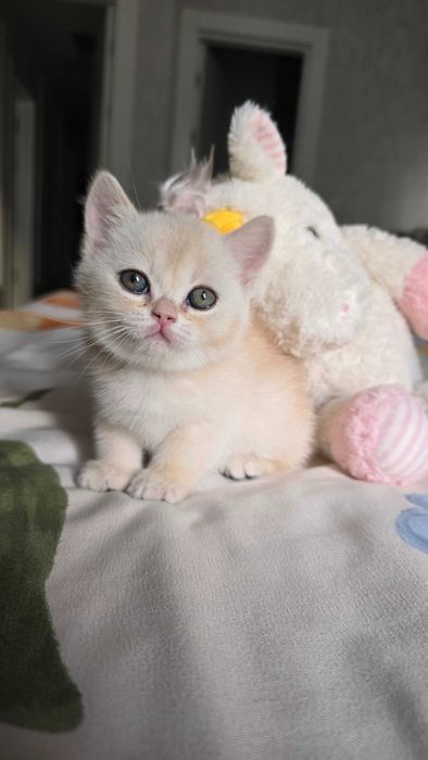 Продаётся котенки шиншиллы, приученные к лотку