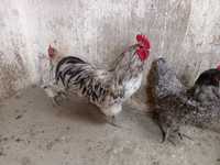 Australorp 100 lei