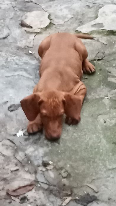 Vijla maghiara, magyar vizsla