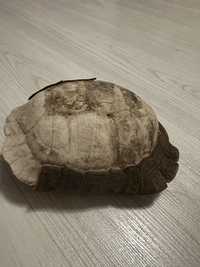 Черупка от костенурка сувенир