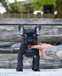 Bulldog francez cu pedigree - fetita