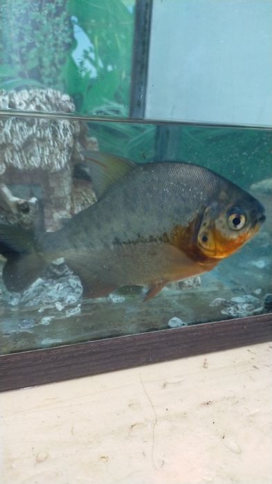 Рыба цихлидный хищник