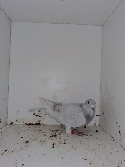 Porumbei voiajori, femele