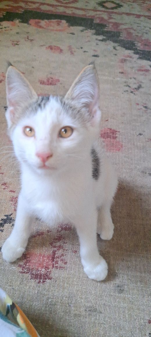 отдадим в хорошие руки