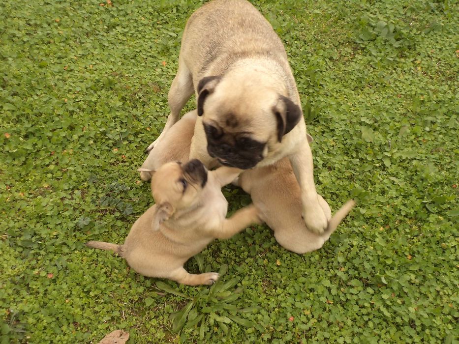 МОПС-бебета-3 броя!!!