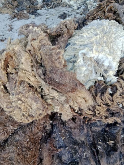 Қара қойдын жүңі сатылады