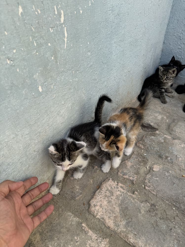 Отдам кошки в хорошие руки бесплатно