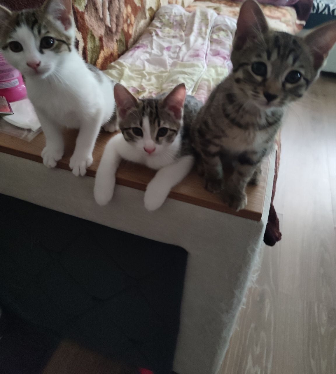 Котята бенгальские