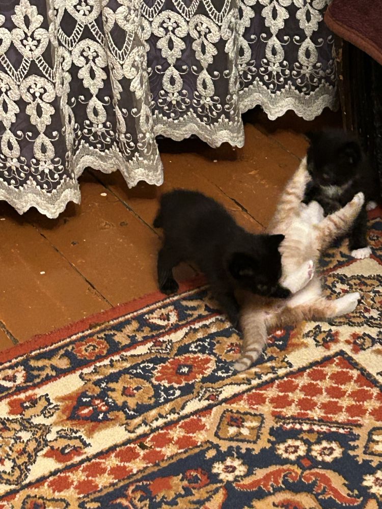 Котята ищут новый дом