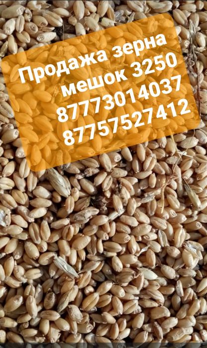 Продам зерно мешок 3250