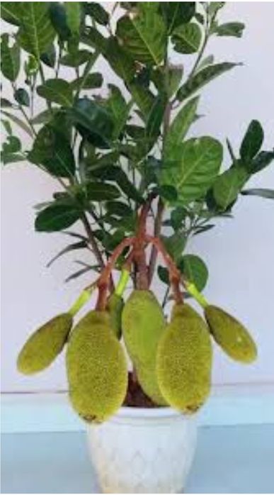 Vand Pomisori exotici Jackfruit