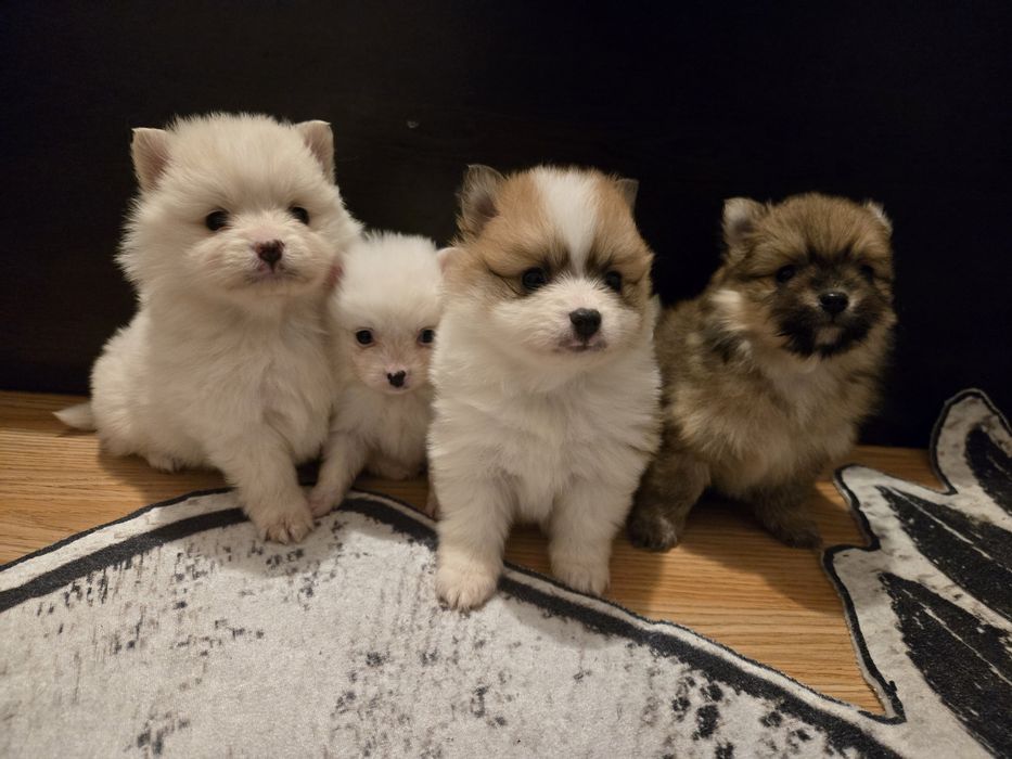 Померан мини Шпиц 3кг
