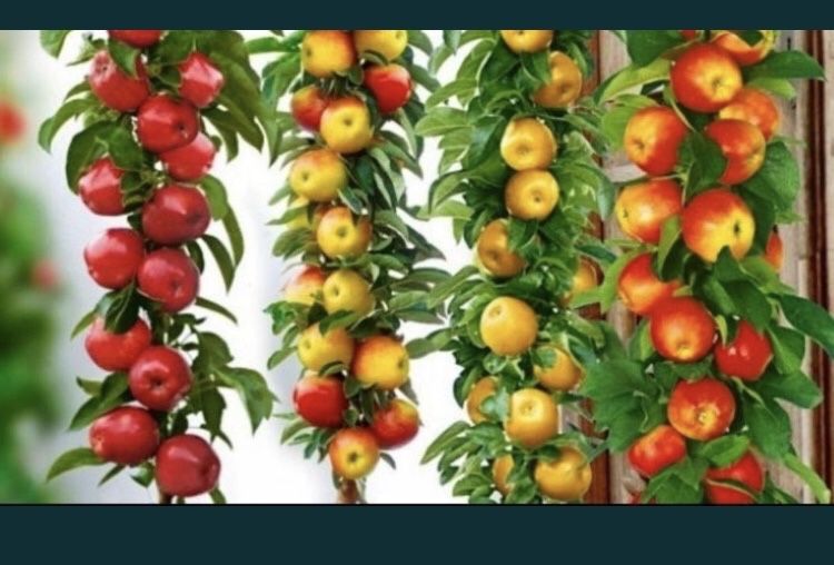 Pomi columnari , trimitem in toata tara