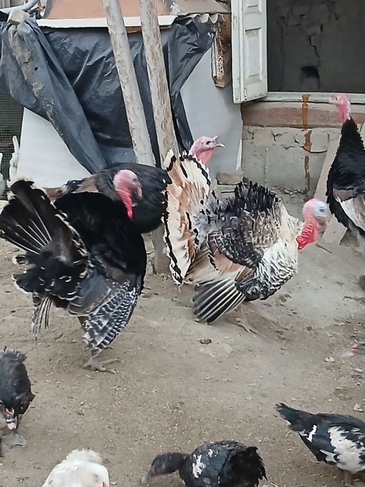 Soʻyishga tayyor boʻlgan