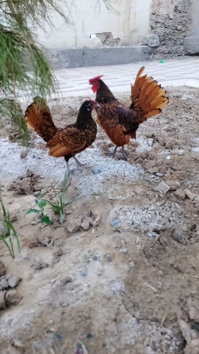 yapon tovuqla bor dekarativni dakan tovulayam bor