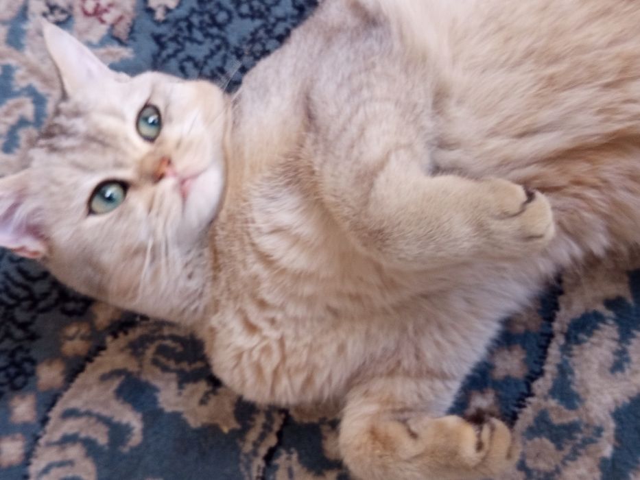 Вязка 500 000 серебристая Шиншила