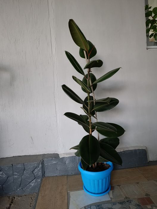 Каучуконосный фикус