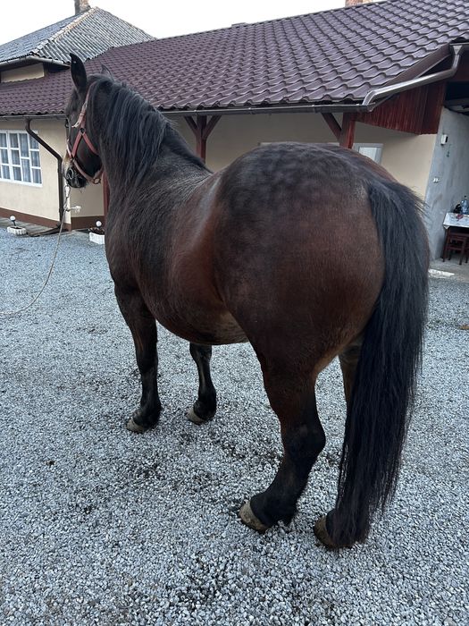 Vand iapa de 8 ani, gestanta