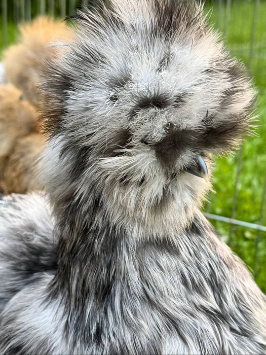 Американский шолк тухум жужалар бор сотилади манзил шахрихон