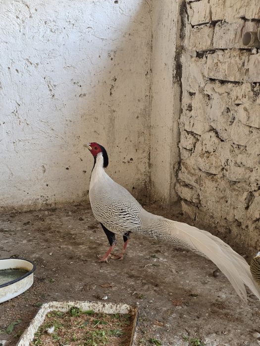 Серебряный фазан на продажу