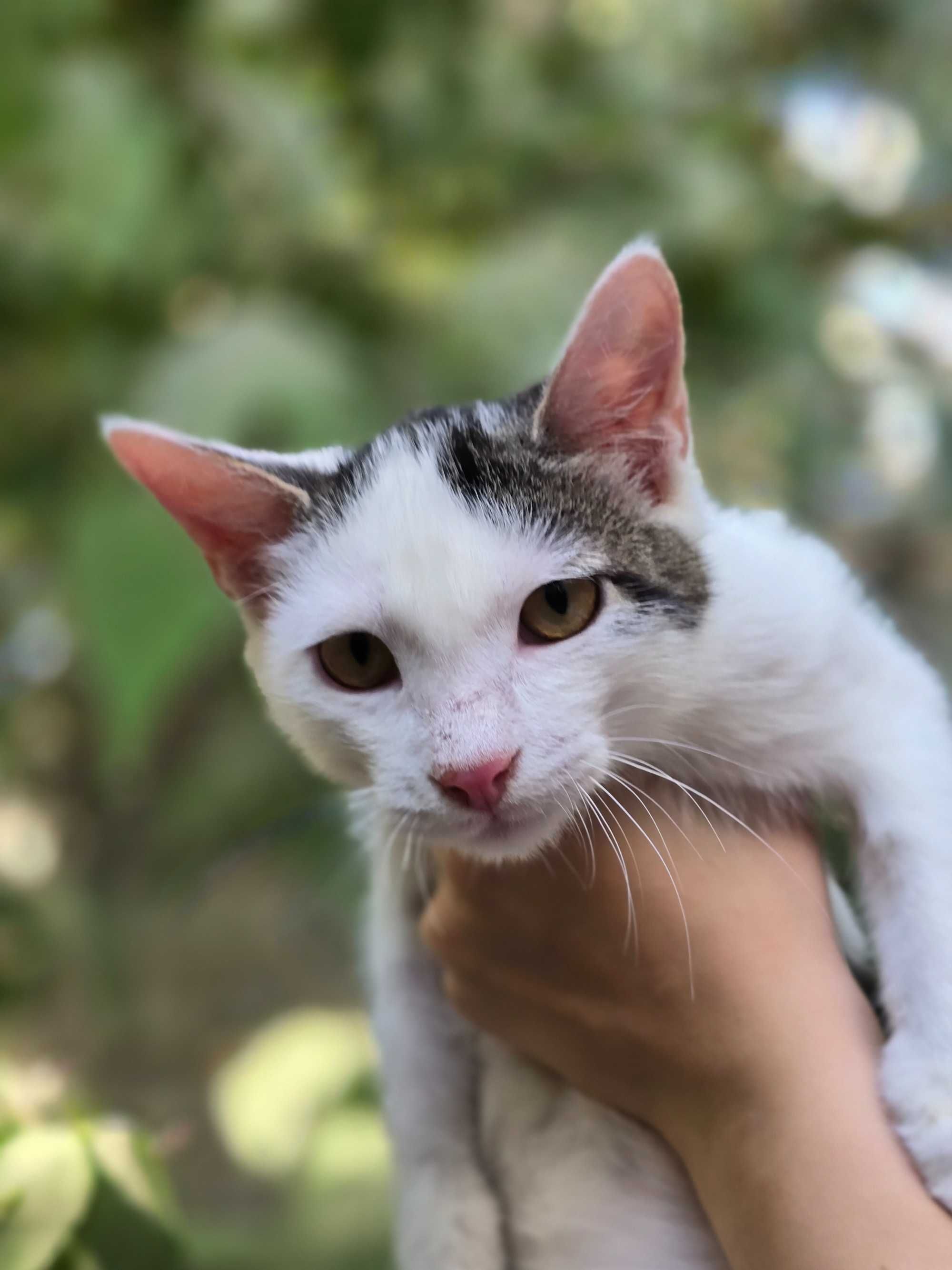 Котёнок, мальчик, 4 месяца