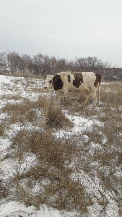 Поменяю корову подсосную на дойную