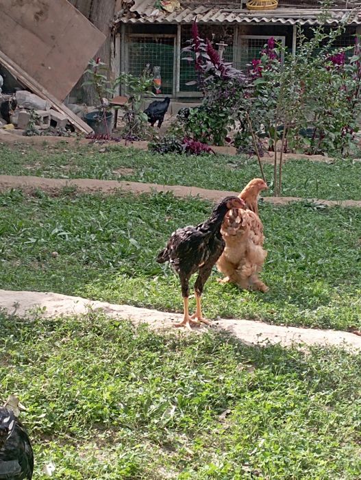 Корея Тоза зот бокувчилар учун Тухум жужалари сотилади куланги dakan