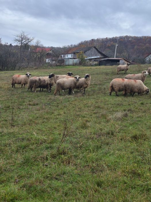 Vând oi breze ,oacheșe ,bucălai