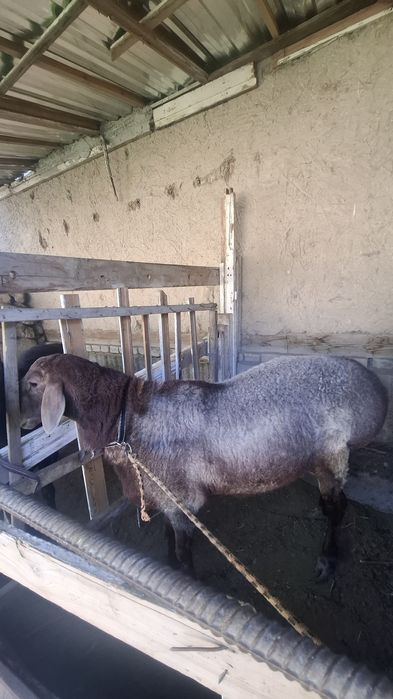 Uyda boqilgan qurbonlikka