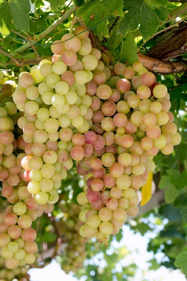 Struguri de masa si de vin Podgoria Panciu