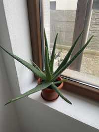 Vand planta Aloe Vera