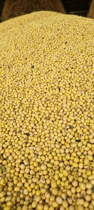 Soia productie 2025 2,5 ron kg