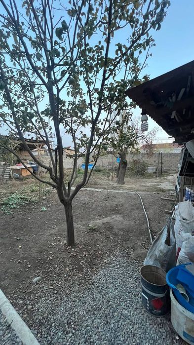 Тошкент тумани Абдурахмоновда.2.4.суток ер сурочно сотиладт.