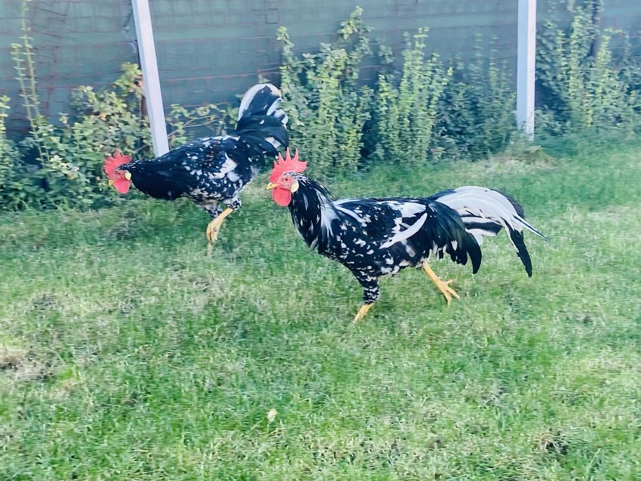 Cocosi de italiene de vanzare