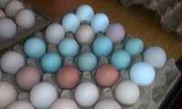 Яйца на инкубацию разных пород ,hamma narsa aralashtiriladi. содержани