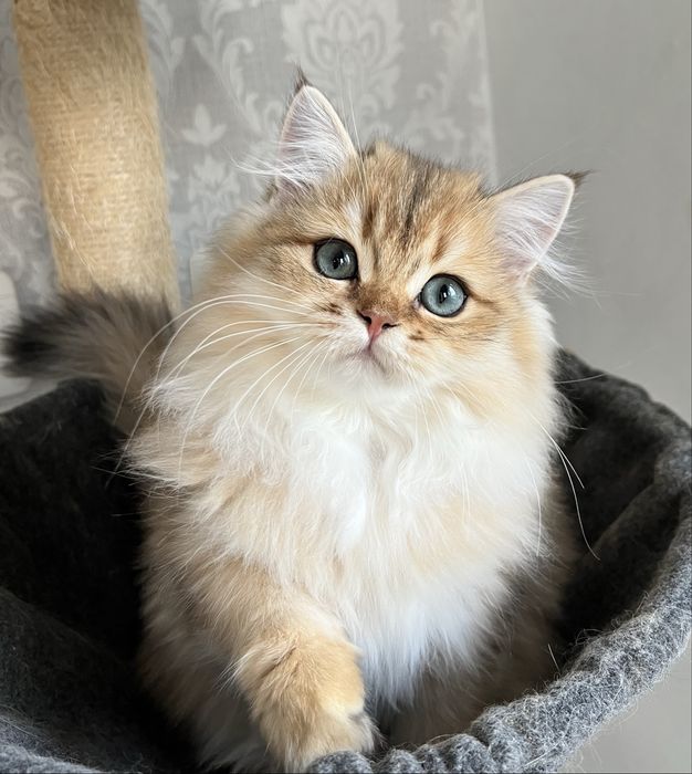 British golden cu pedigree