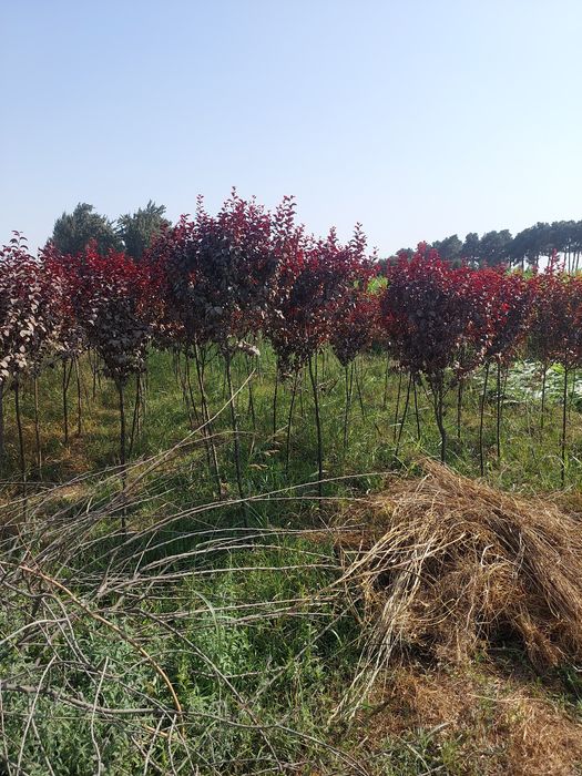 Manzarali ko‘chatlar — Samarqand Agro Dizayn firmasidan!