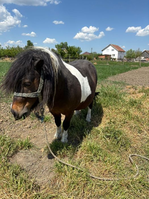 Armăsar de vanzare