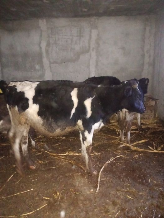 viței de vânzare în viu sau în carcasă