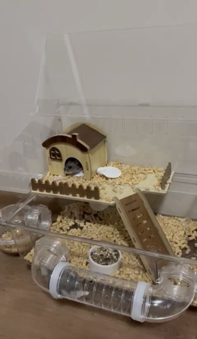 Продам хомяков с домиком