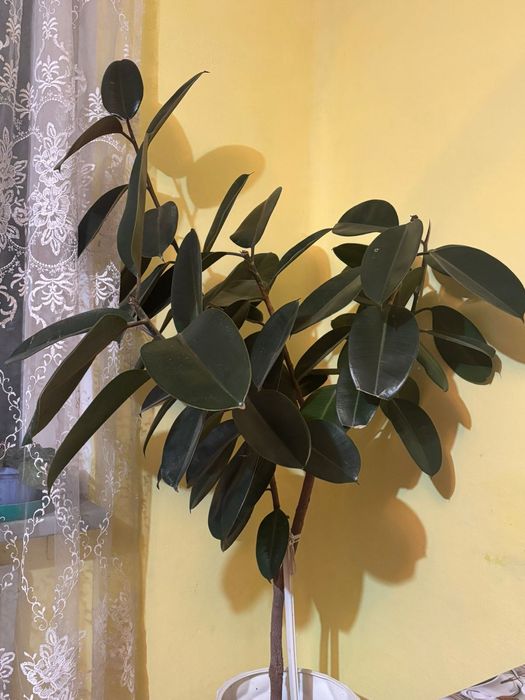 Фикус чёрный принц