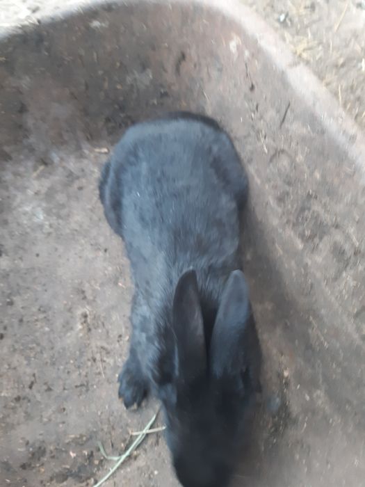 Vând sau schimb iepuri  jud HD com Balsa