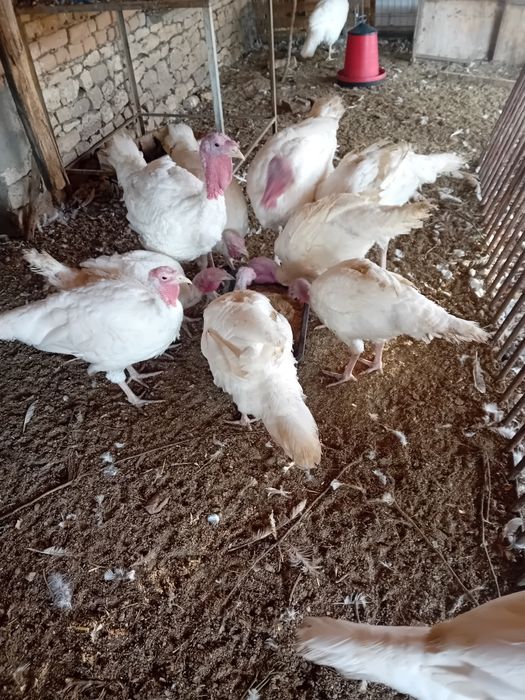 Бройлерни  пуйки