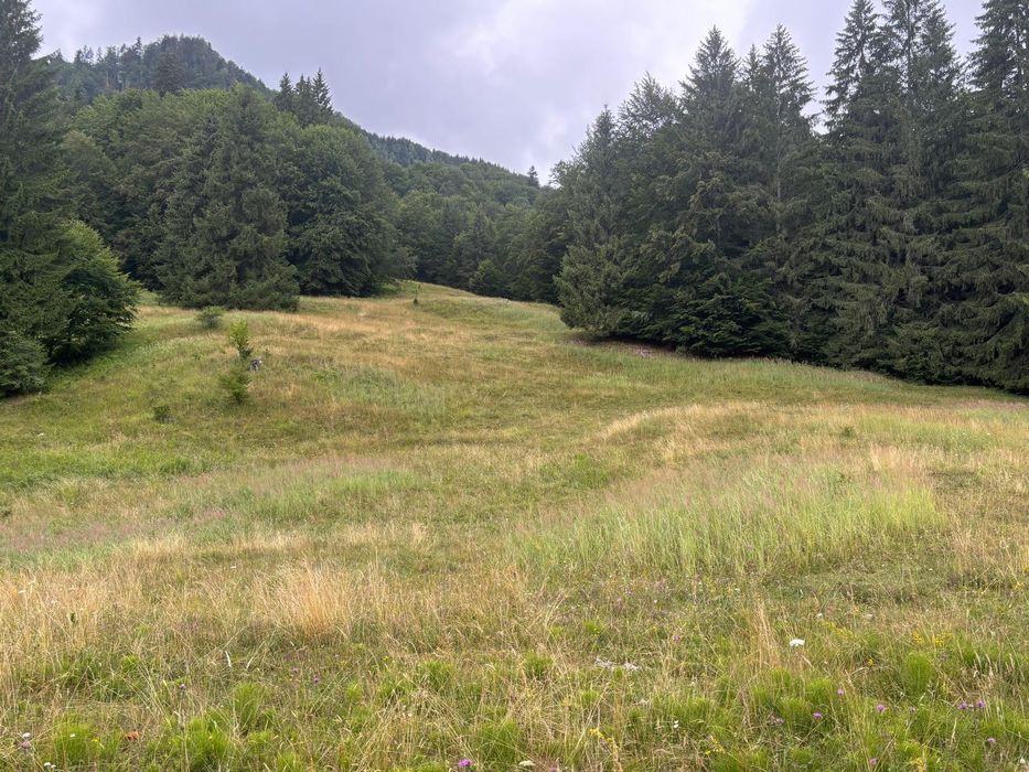 Teren extravilan în loc. Siriu