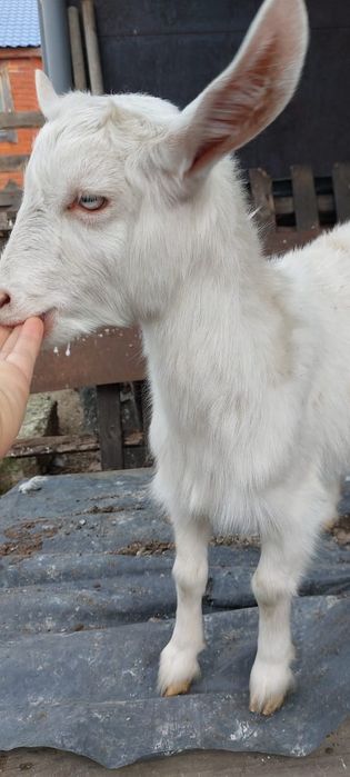 Продам коз, козлят.
